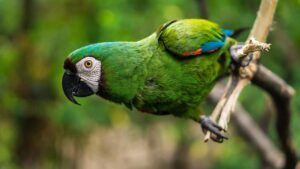 mini macaw parrot