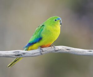 orange-bellied parrot, orange belly