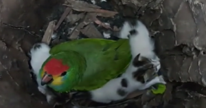 Parrot Cares for Kittens Found in Nest Cavity