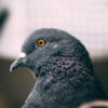 profile shot of a pigeon's head