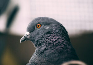 profile shot of a pigeon's head