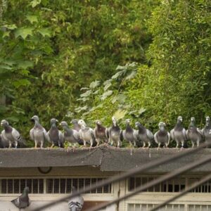 row of pigeons standing on the roof of a coop