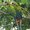 great green macaw, green macaw