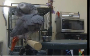 African grey parrot, African grey, grey