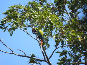 green macaw, great green macaw