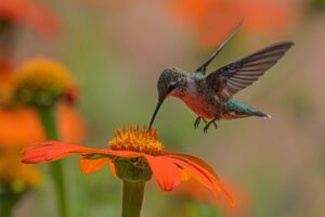 Hummingbird feeds on Mexican Sunflower.