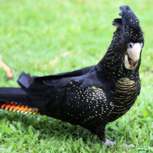 glossy black cockatoo walking on grass