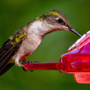hummingbird sitting on a pink plastic feeder eating