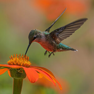 hummingbird in flight feeding from an orange flower