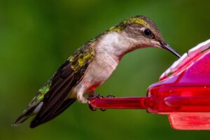 hummingbird at a feeder