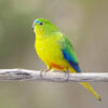 orange-bellied parrot perched on branch outside