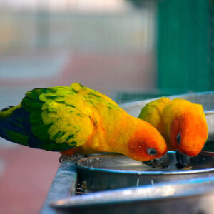 two sun conures drinking from a bowl