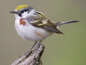 chestnut-sided warbler, warbler