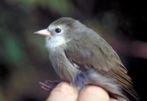 'akikiki songbird, Hawaiian songbird