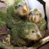 Kakapo parrot, flightless parrot