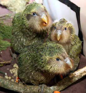 Kakapo parrot, flightless parrot
