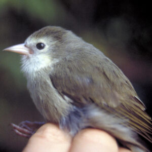 akikiki songbird (aka Akikiki or Kaua`i Creeper) perched on hand