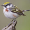 chestnut-sided warbler sitting on perch