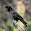 Hawaiian crow perched on branch outside