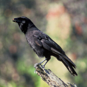 Hawaiian crow perched on branch outside