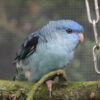 blue lineolated parakeet sitting on branch perch