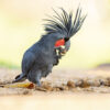 Palm cockatoo standing on ground bringing food to mouth with a foot