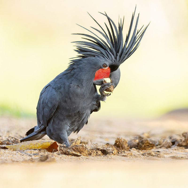 Wild Palm Cockatoos Woo Mates With Improvised Drums Pet Birds By 