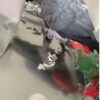 African grey parrot named Athena