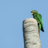 Santa Marta conure, Santa Marta parakeet