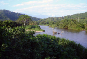 Colombia rainforest habitat of the Santa Marta conure