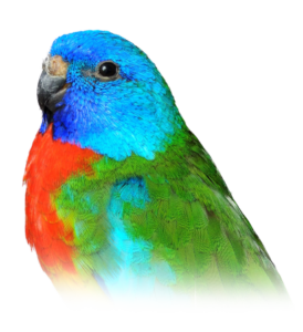 Scarlet-Chested Parakeet