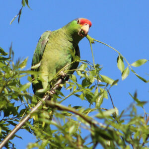 red-crowned Amazon parrot perched on branch outside