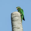 Santa Marta conure (aka Santa Marta parakeet) perched atop a barren tree trunk