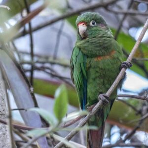 Santa Marta conure (aka Santa Marta parakeet) perches on branch in a tree