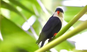 blue lorikeet; blue lory