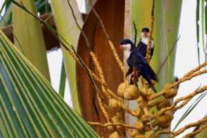 blue lorikeet, blue lory