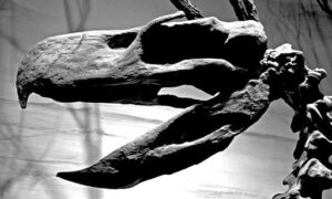 black and white image of a dinosaur skeleton of a "terror bird"