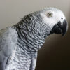 profile of head and shoulder of African grey parrot