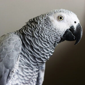 profile of head and shoulder of African grey parrot