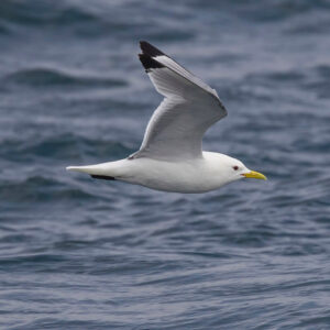 kittiwake flying low over water