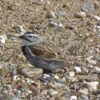 thick-billed longspur bird standing on rocky ground