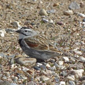 thick-billed longspur bird standing on rocky ground