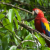 Scarlet macaw, scarlet parrot
