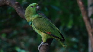 yellow-naped Amazon, Amazon parrot