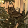 owl caught in Christmas tree