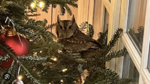 owl caught in Christmas tree
