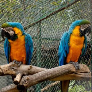 two blue-and-gold macaws standing on same perch in fenced area