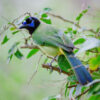 green jay perched on tree branch outside