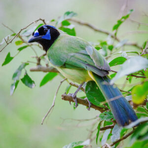 green jay perched on tree branch outside
