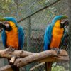 blue-and-gold macaws in outdoor habitat